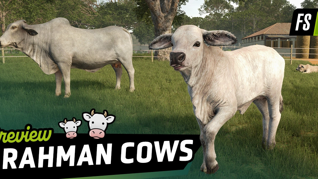 Animal Preview: Brahman Cattle - Beans & Alpacas in FS25