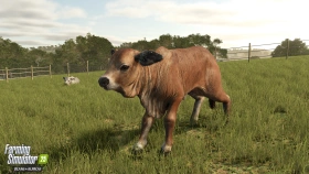 Animal Preview: Brahman Cattle - Beans & Alpacas in FS25