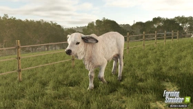 Animal Preview: Brahman Cattle - Beans & Alpacas in FS25
