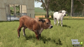 Animal Preview: Brahman Cattle - Beans & Alpacas in FS25
