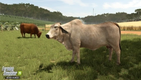 Animal Preview: Brahman Cattle - Beans & Alpacas in FS25