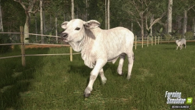 Animal Preview: Brahman Cattle - Beans & Alpacas in FS25
