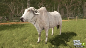 Animal Preview: Brahman Cattle - Beans & Alpacas in FS25
