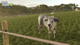 Animal Preview: Brahman Cattle - Beans & Alpacas in FS25